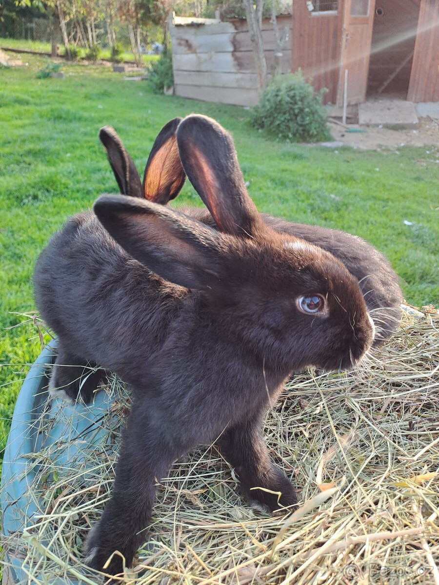 Vídeňský černý × Vídeňský bílý - 4