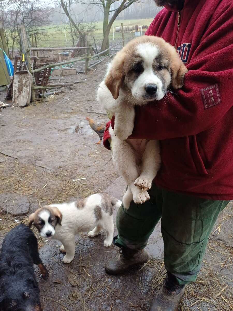 Moskevský strážní pes - 4