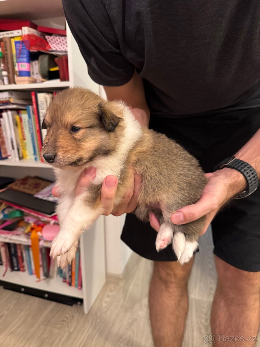 Kolie dlouhosrstá s PP - 4