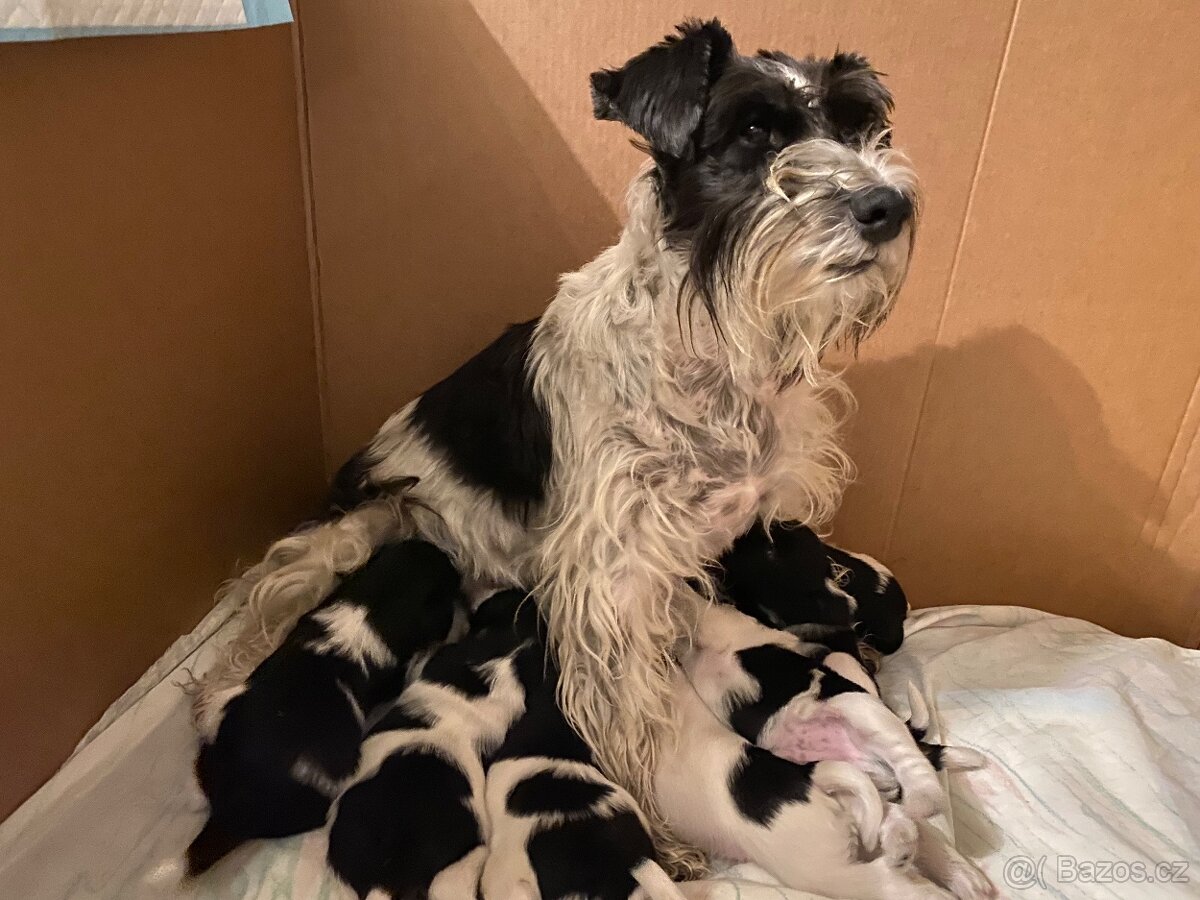 Knírač malý barevný - 4