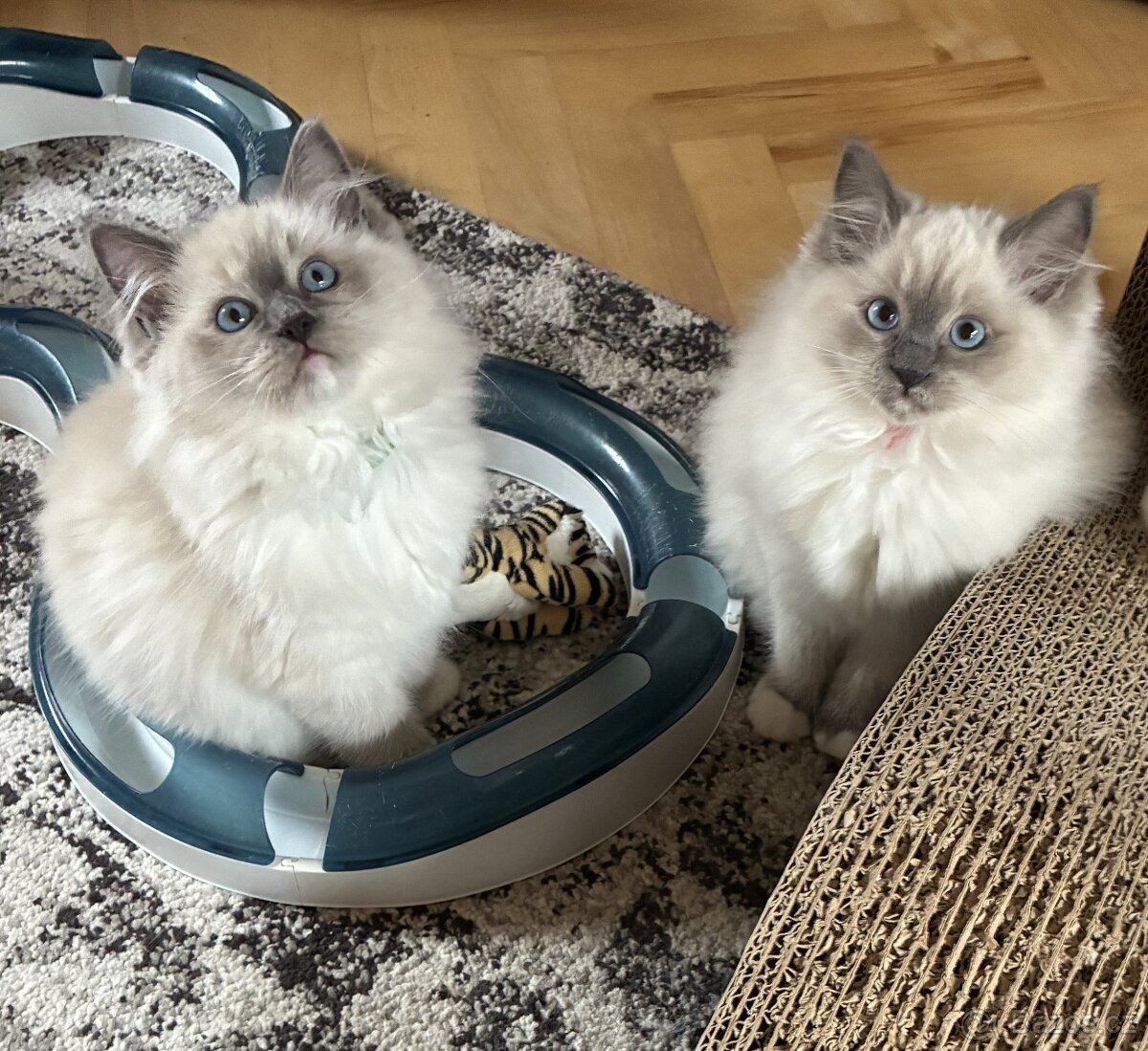Ragdoll Koťata s PP - 4