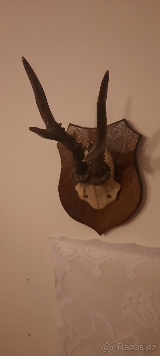 Jelení a dančí paroží - 4