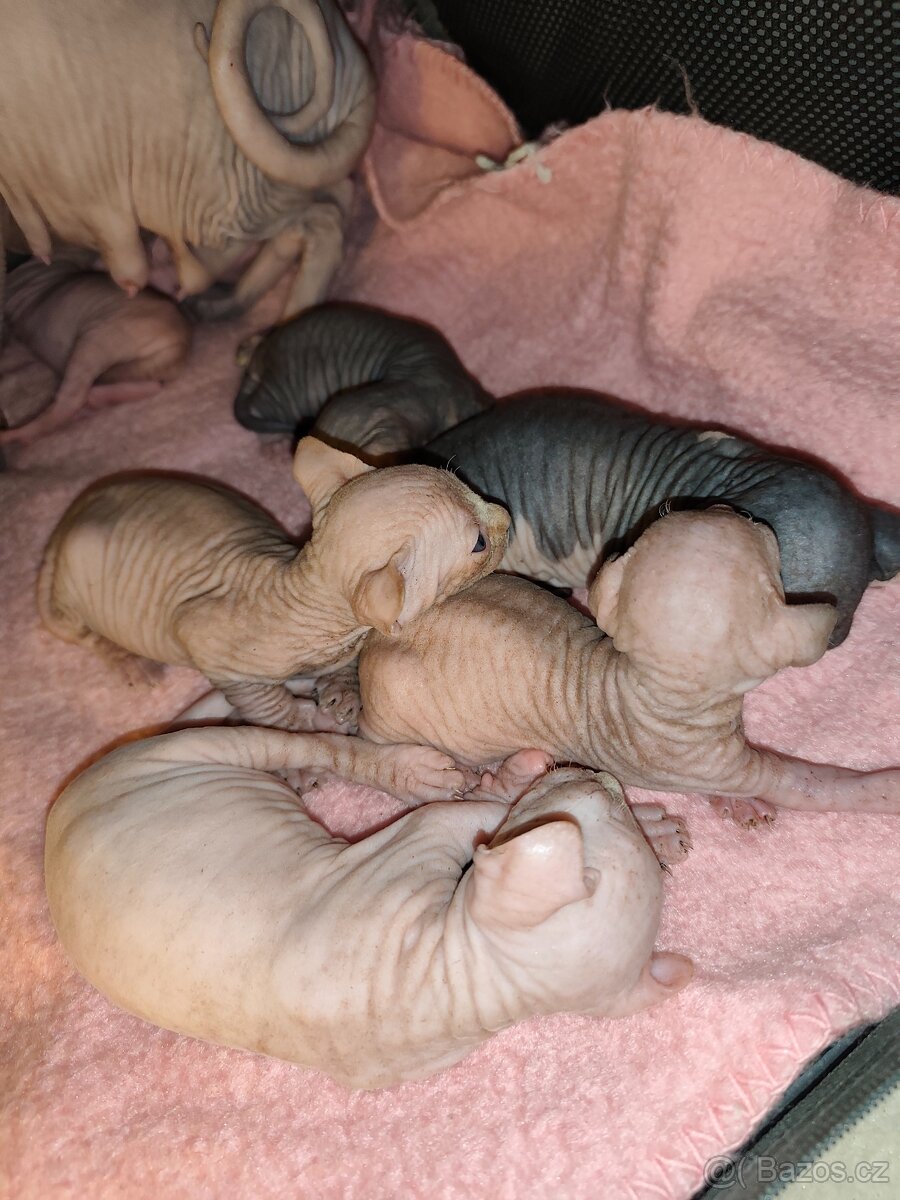 Kanadský sphynx - 4