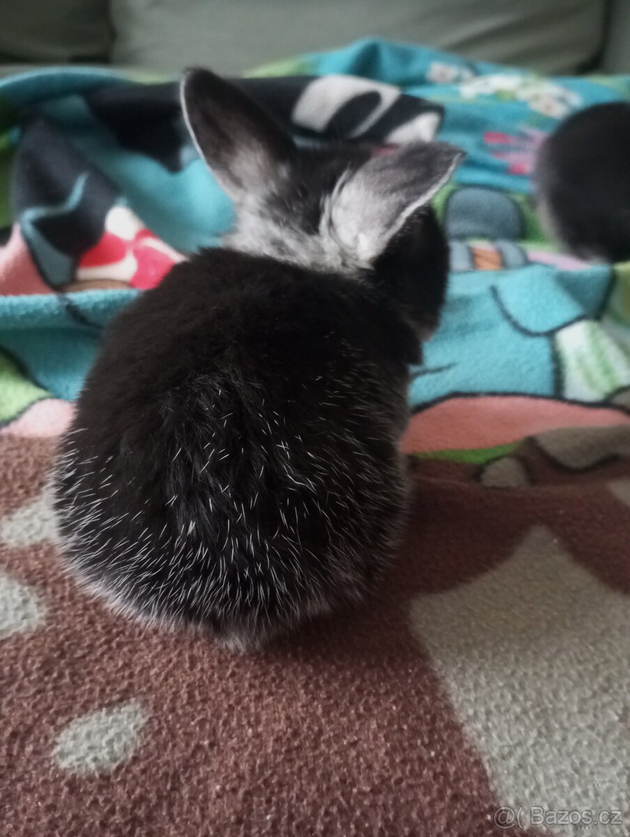Zakrslý beránek králíček - 4