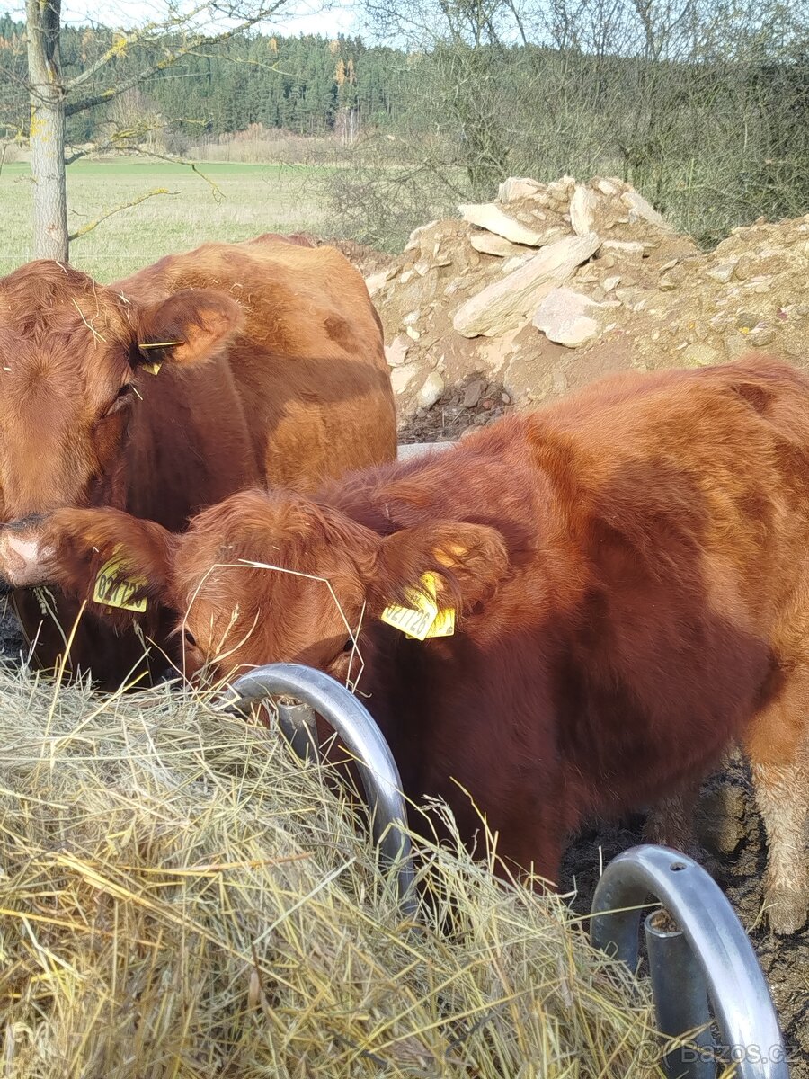 Prodám skot zástav - 4