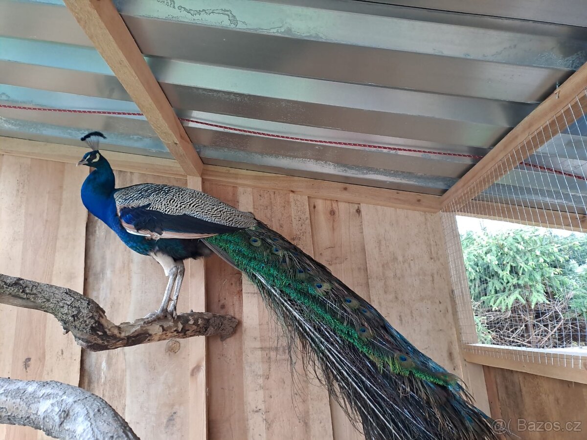 Páv, Páv korunkatý, Páv modrý - 4