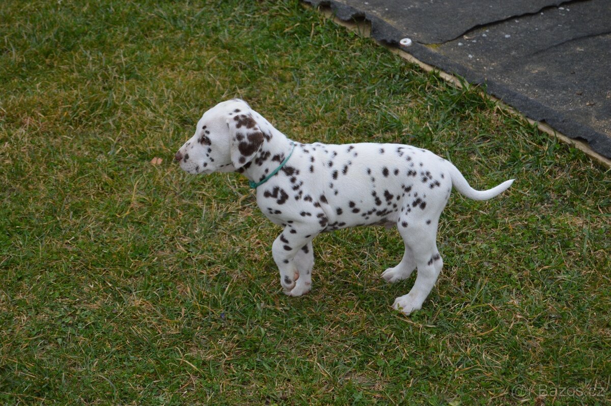Dalmatin štěňata - pejsek - 4
