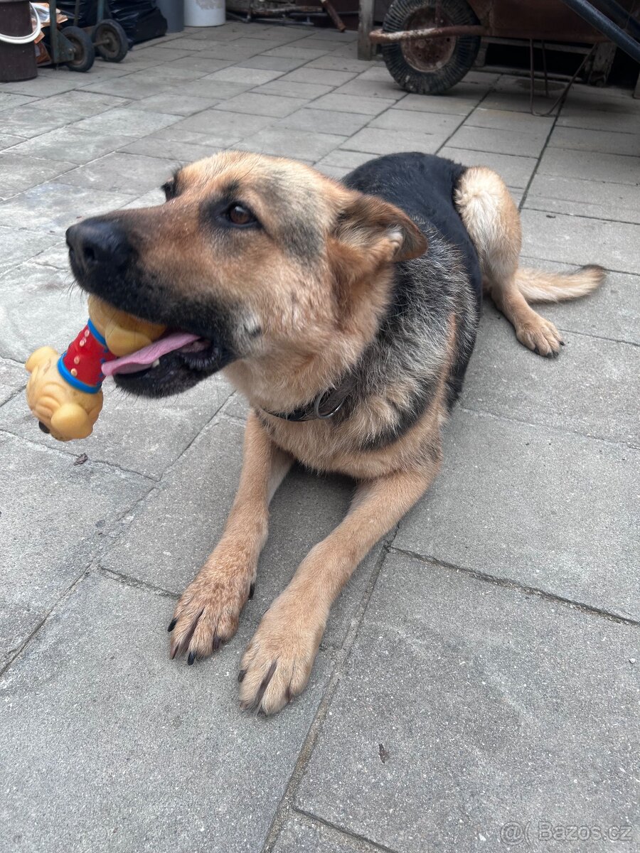 Daruji fenku německého ovčáka do dobrých rukou - 4