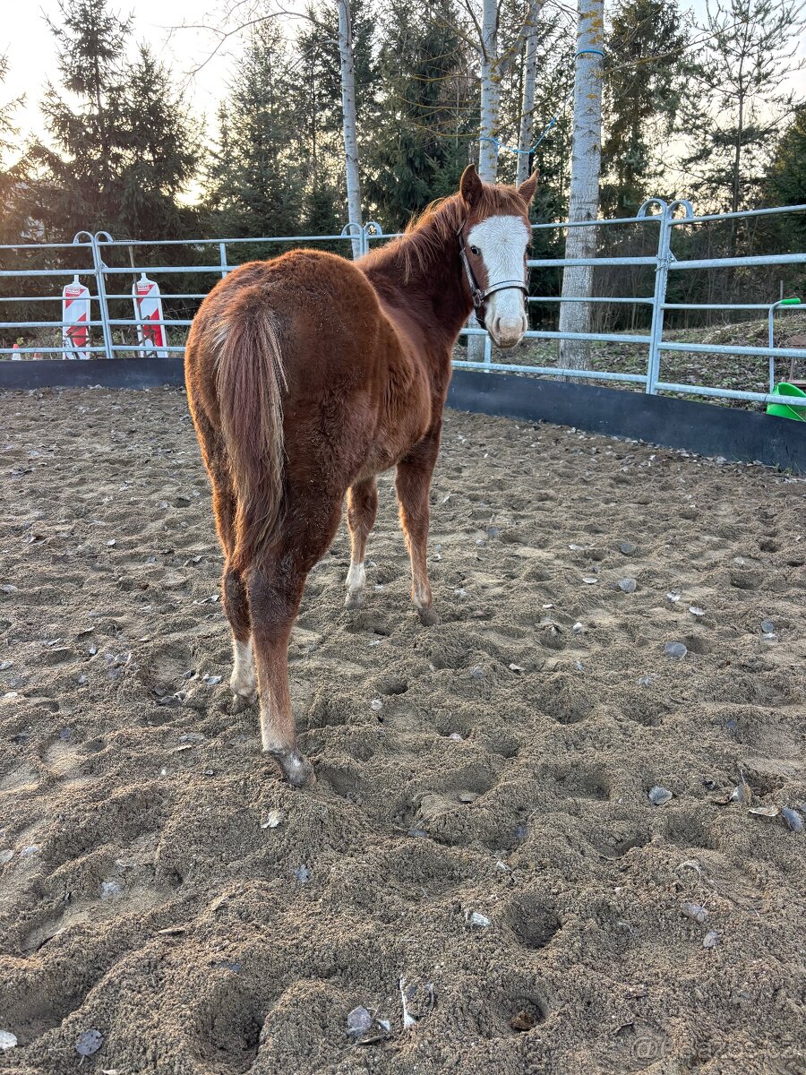 Perspektívny Žrebček - 4