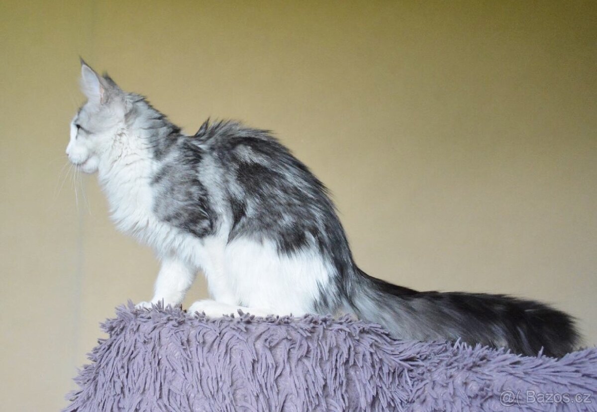 Mainská mývalí kočička s PP - 4