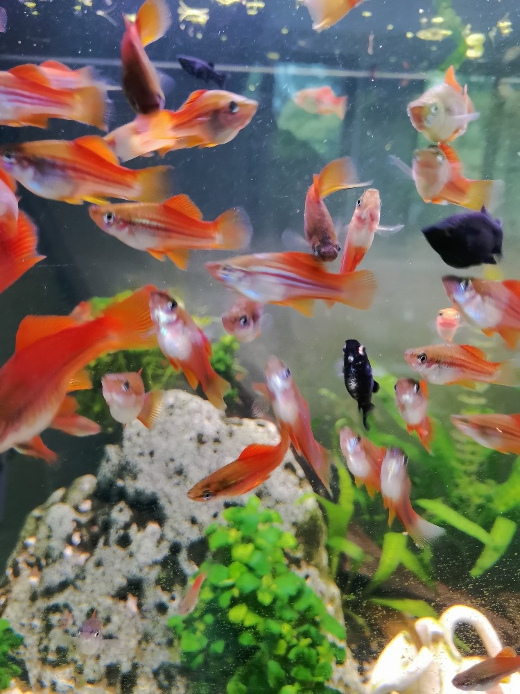 Mečovka mexická - 4