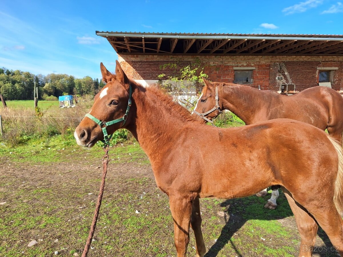 Hřebeček k rezervaci - 4