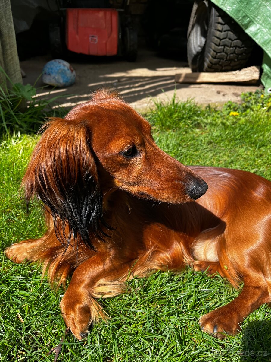 Nabídka krytí-dlouhosrstý jezevčík s PP - 4