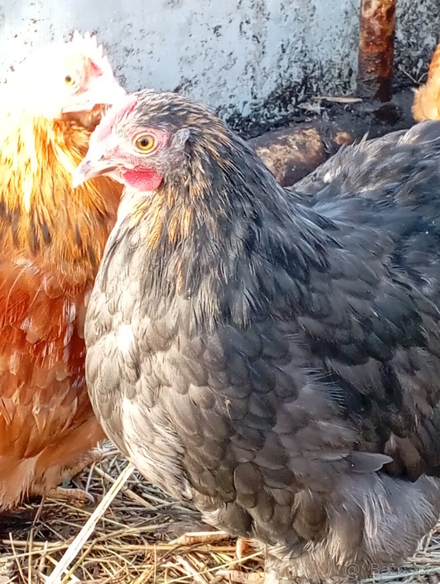 Kočinka zakrslá - 4