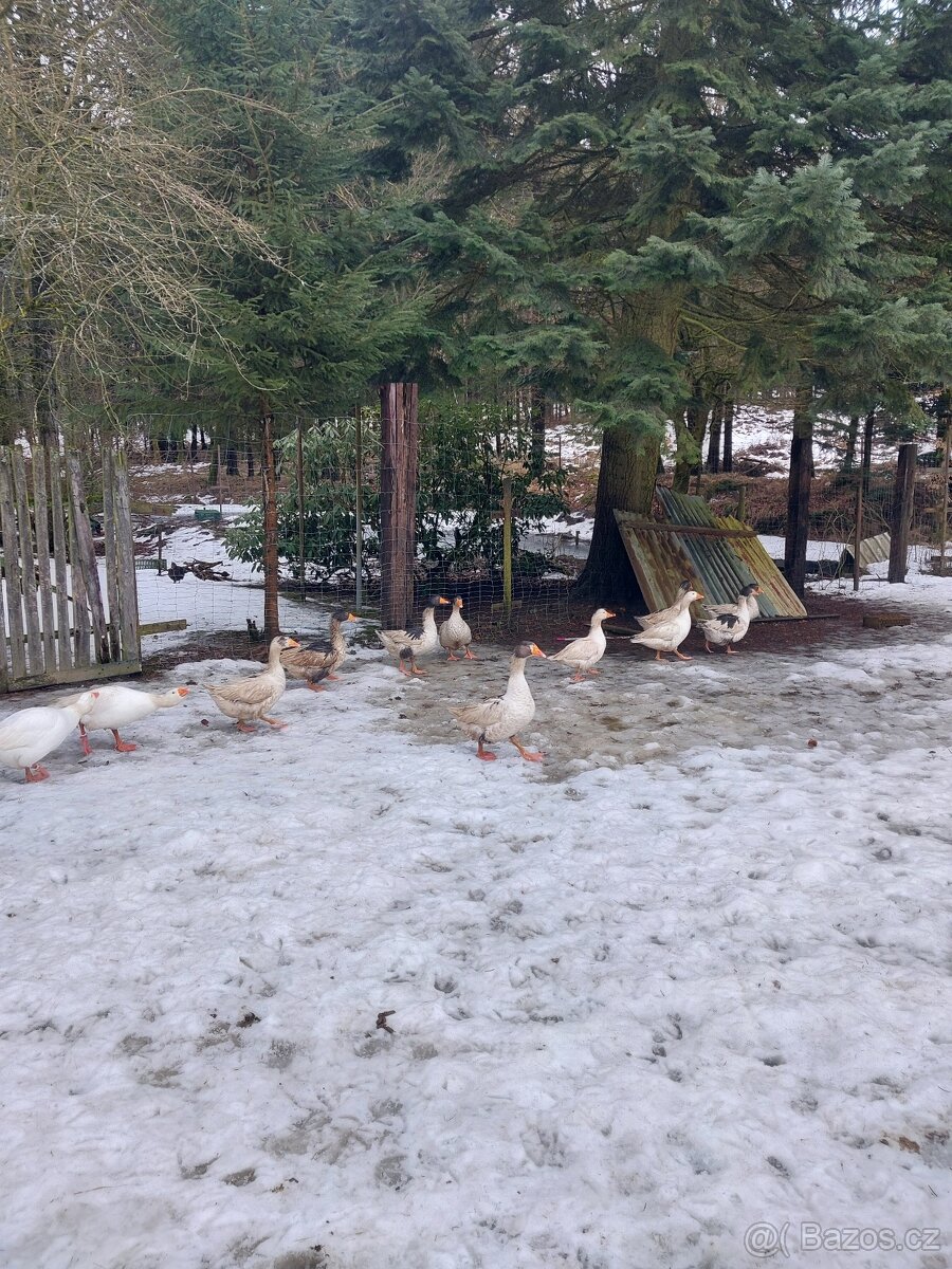 Husa pomořanská a česká - 4