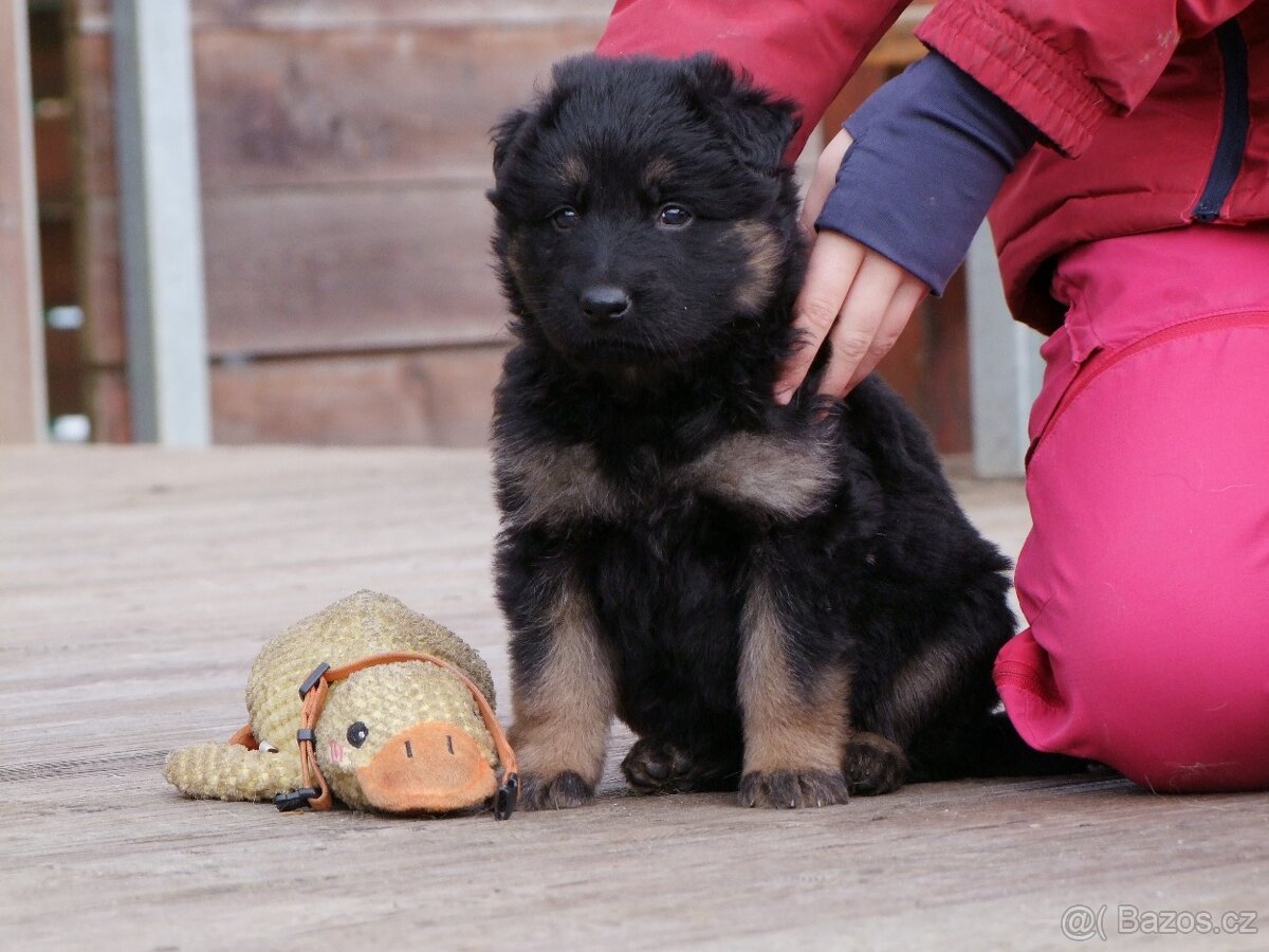 Německý ovčák štěňata - fenky - 4