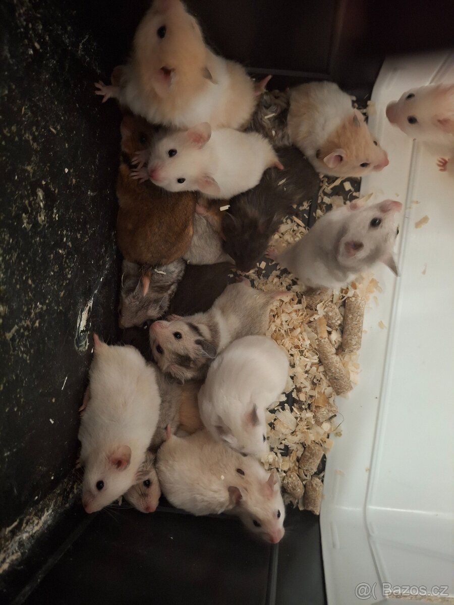 Křeček syrský - 4