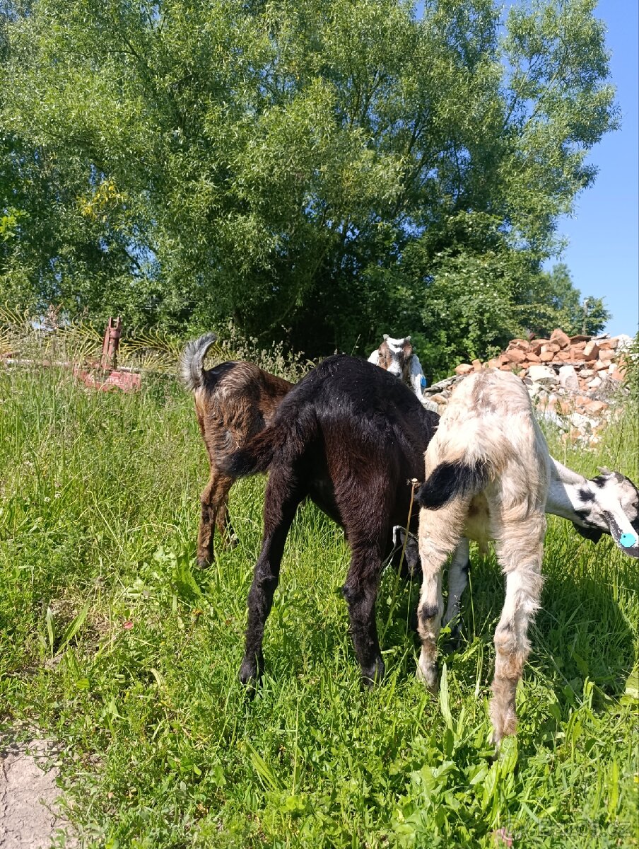 Připouštění - plemenný AN kozel - 4