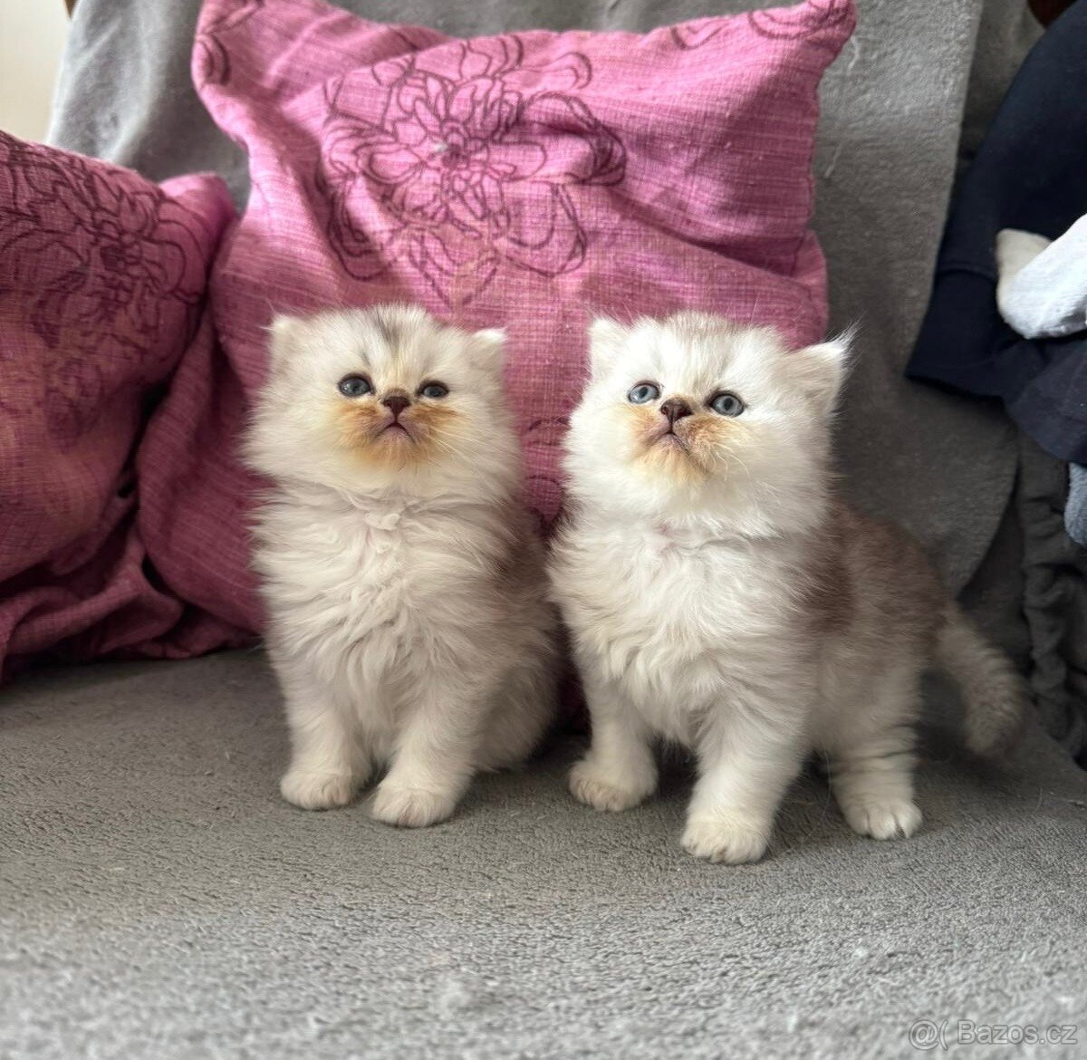 Britská koťátka - 4