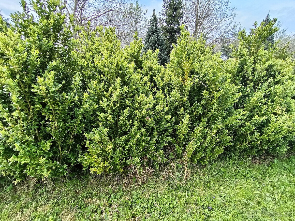 Zimostráz obecný (buxus, krušpánek). - 4