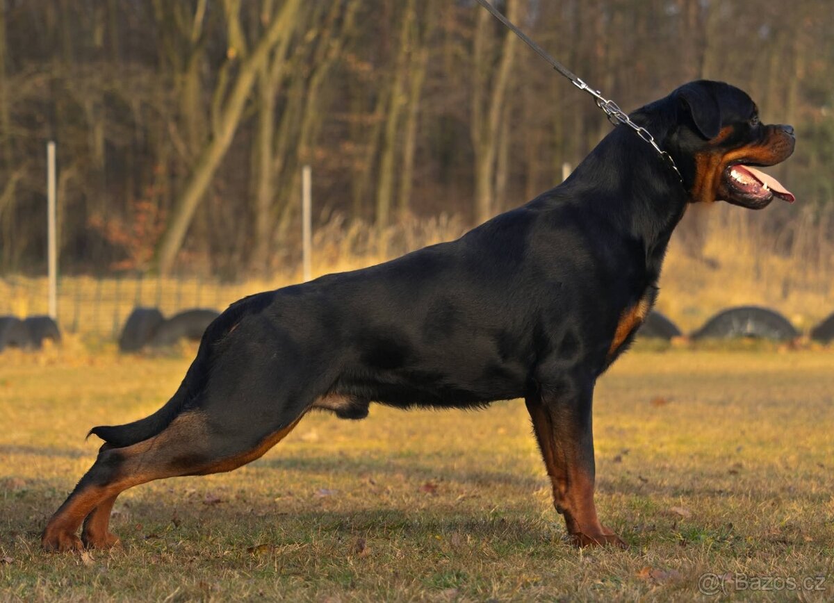 ŠTĚŇÁTA ROTTWEILER /ROTVAJLER - 4