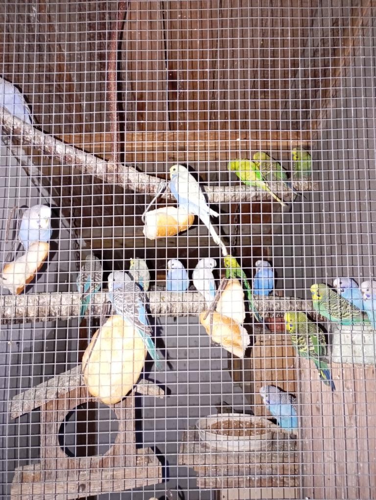 Andulka vlnkovaná - 4