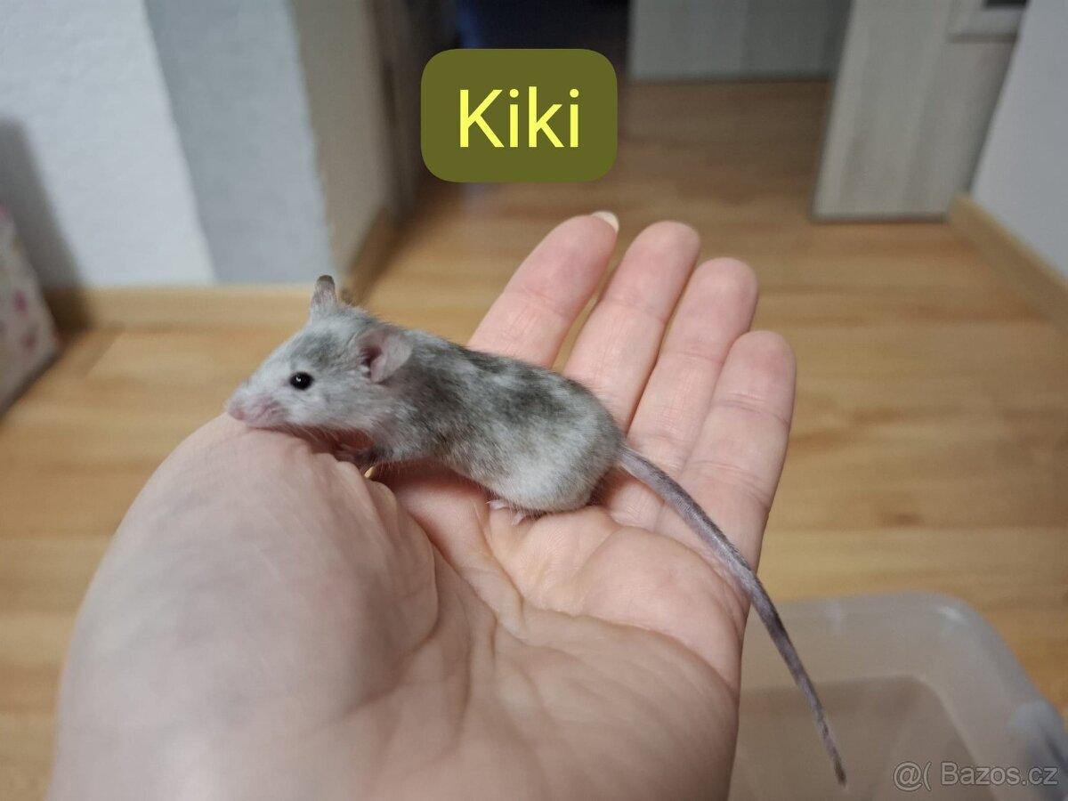Myšky - 4