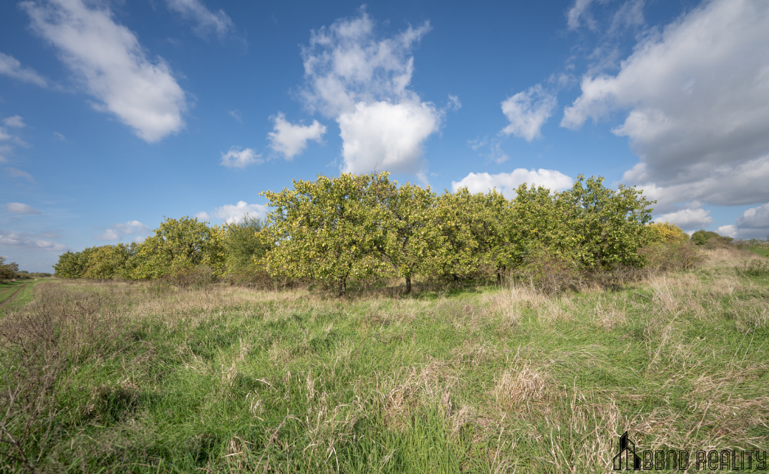Prodej meruňkového sadu, 14 896 m², Hustopeče u Brna - 4