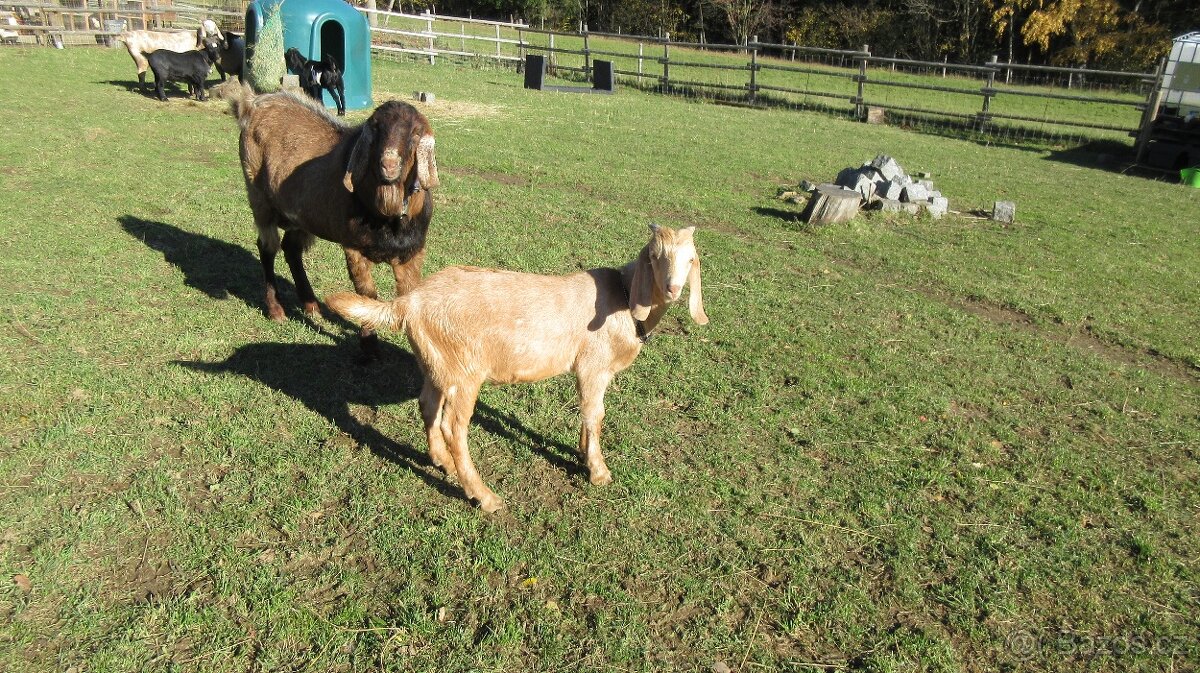 Prodám kozlíky anglonubijské kozy - 4