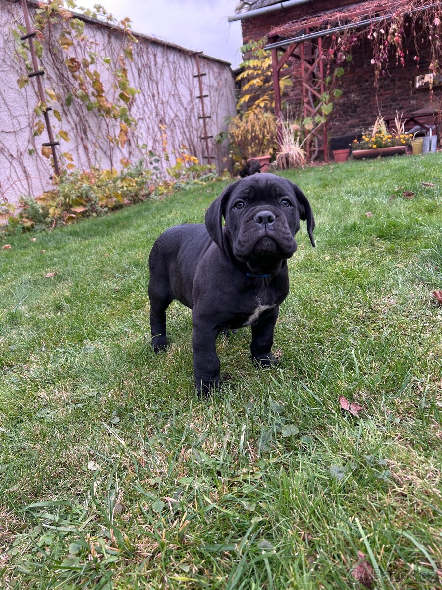 Cane Corso štěňátka BEZ PP - 4
