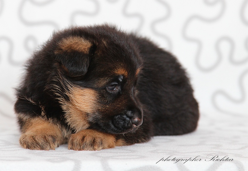 Německý ovčák štěňata - 4