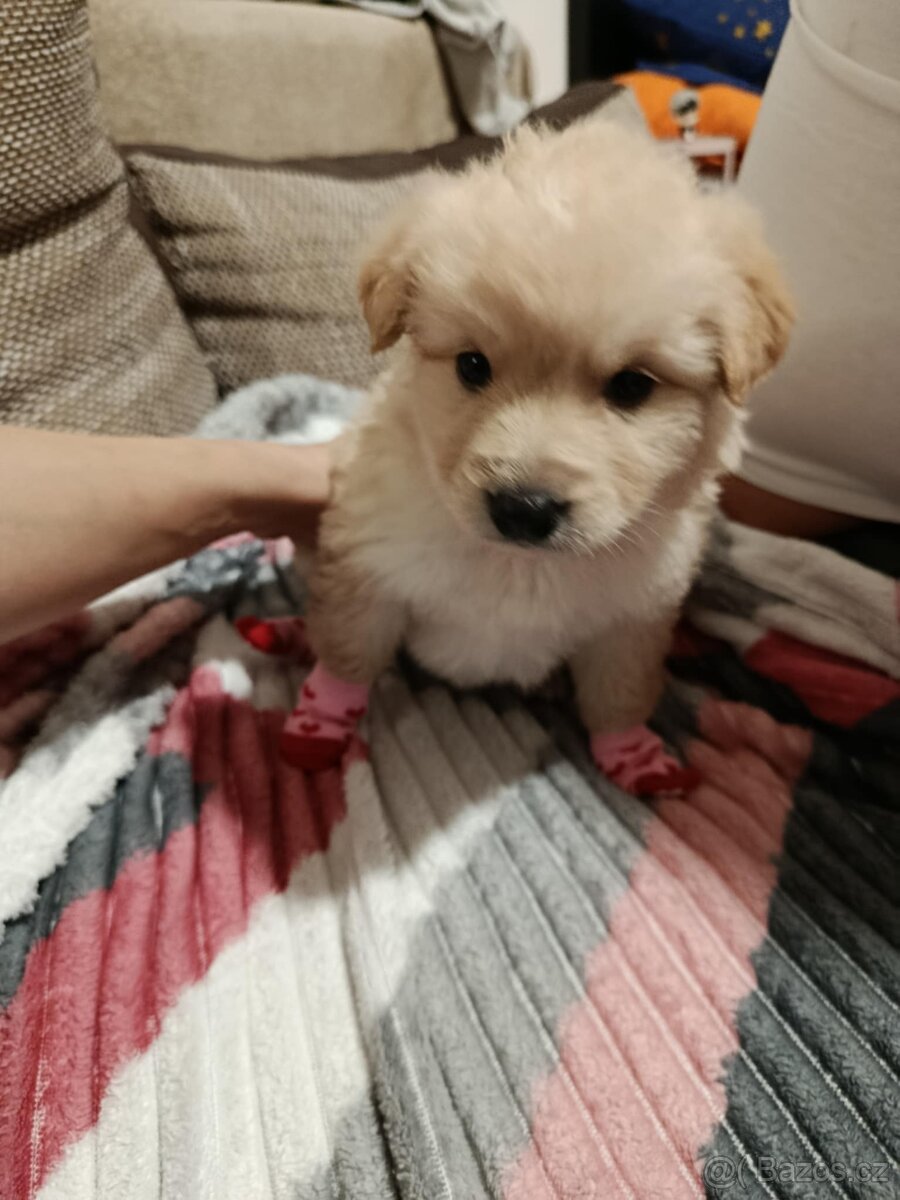 Zlatý retrívr Fenka - 4