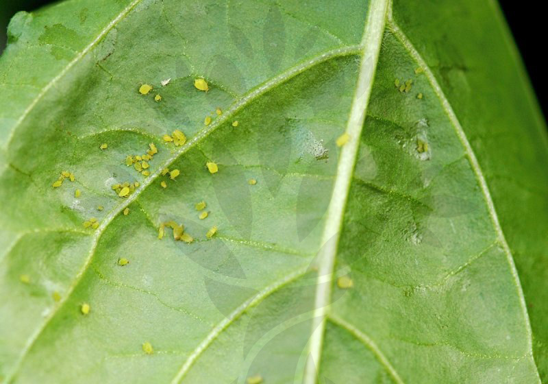 Tabákový postřik na škůdce rostlin - 4