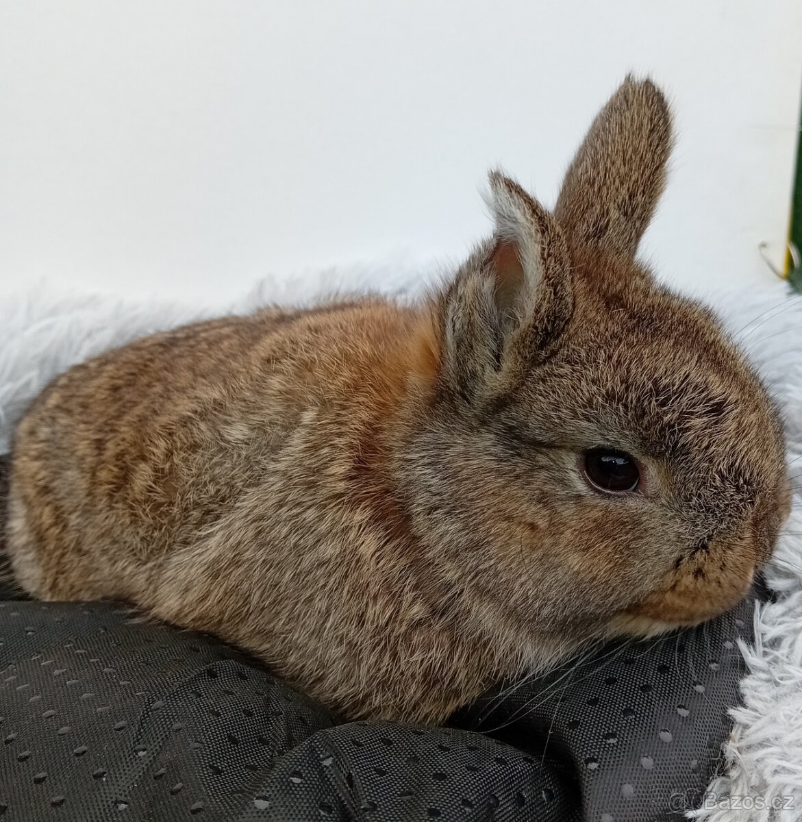 Zakrslý králíček H3 - 4