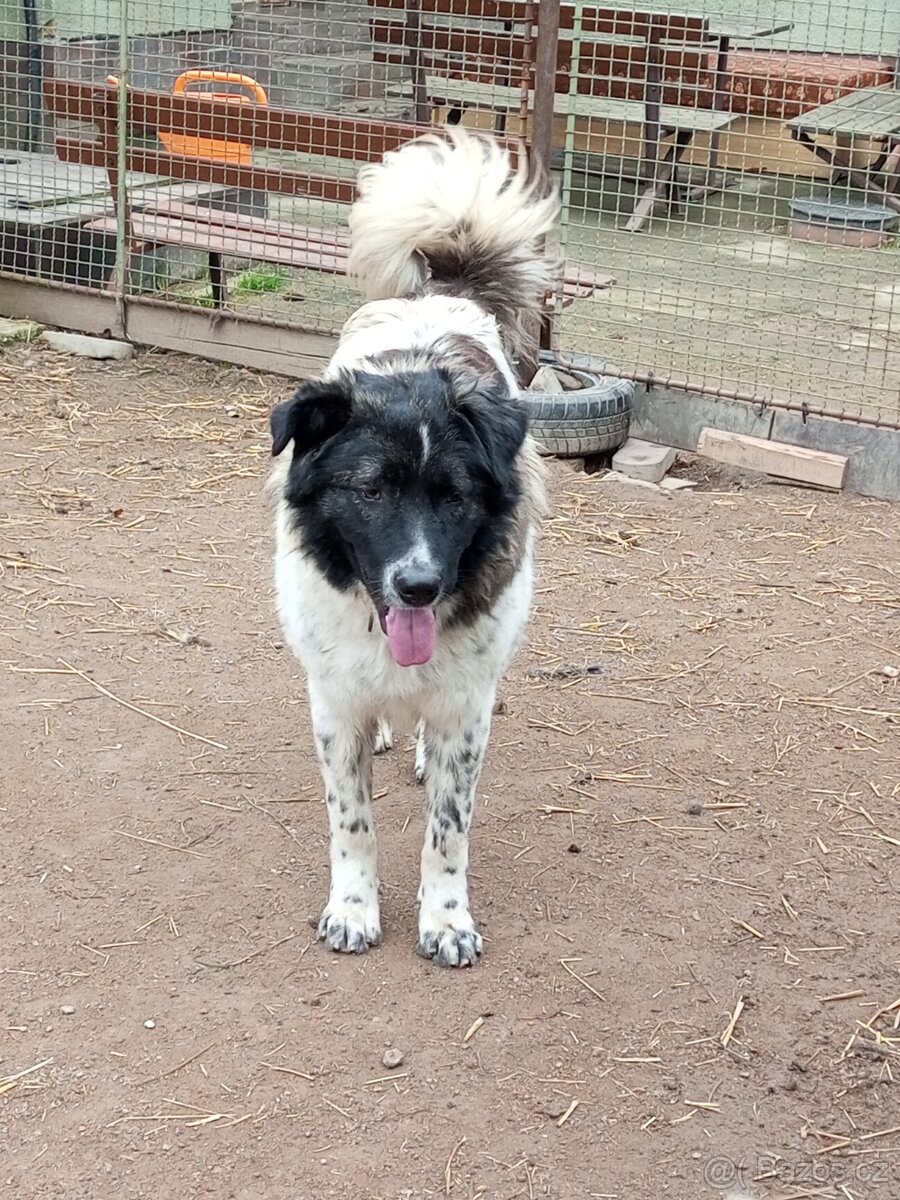 Kavkazský pastevecký pes kříženec - 4