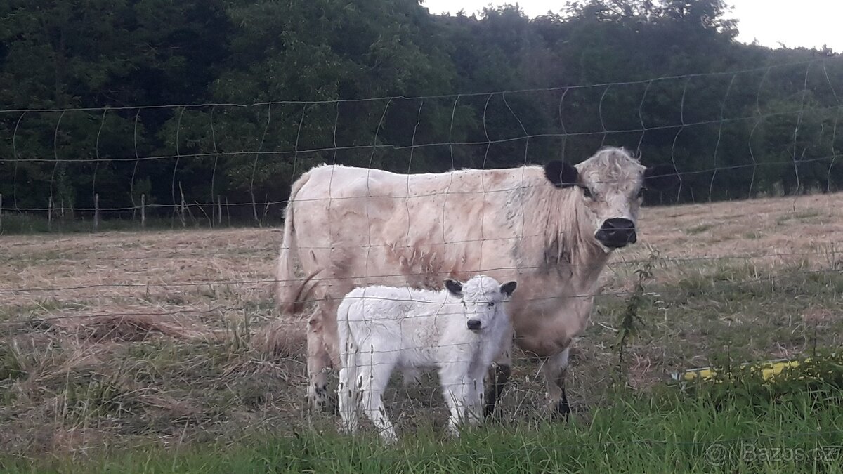 Vysokobřezí Kráva Galloway - 4