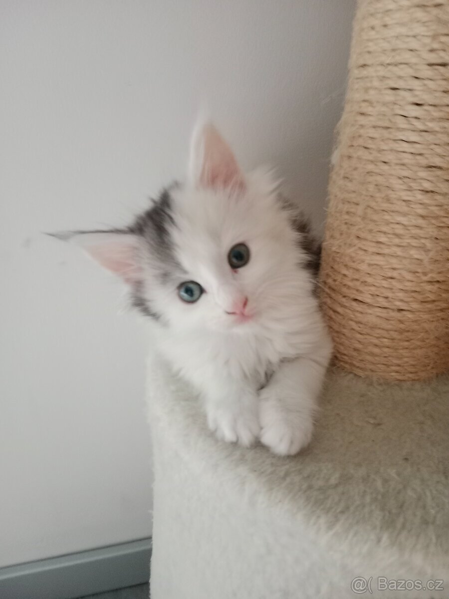 Mainská mývalí koťátka - 4