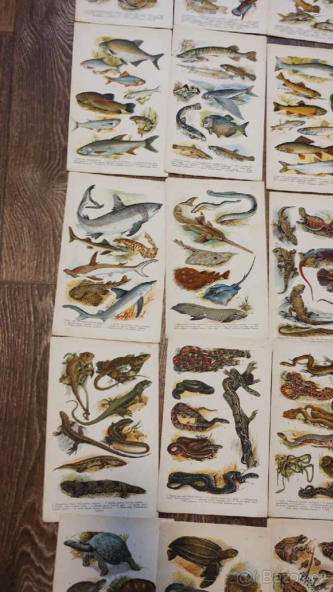 Kobrův příruční atlas - 4