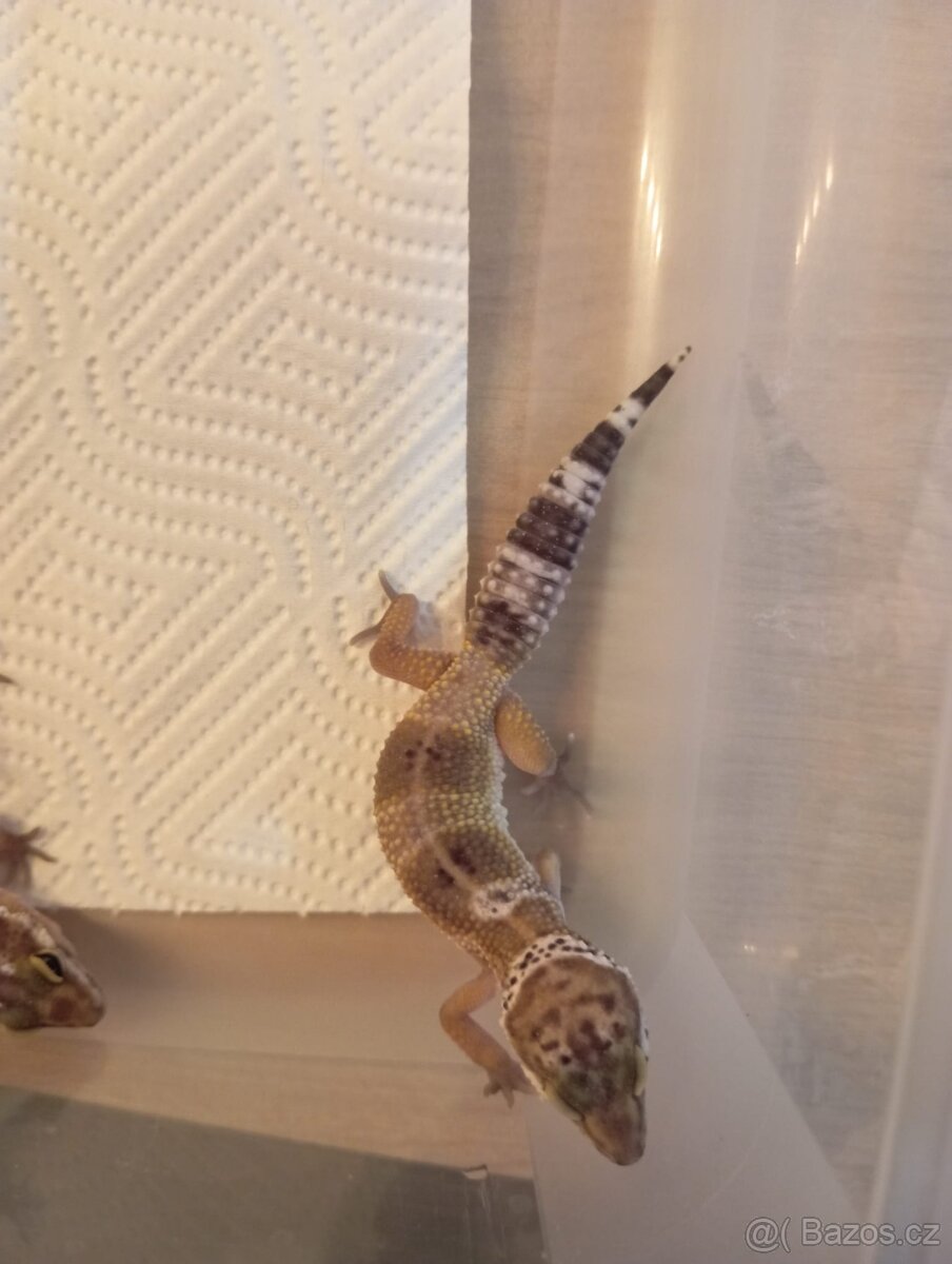 Gekončíci - 4
