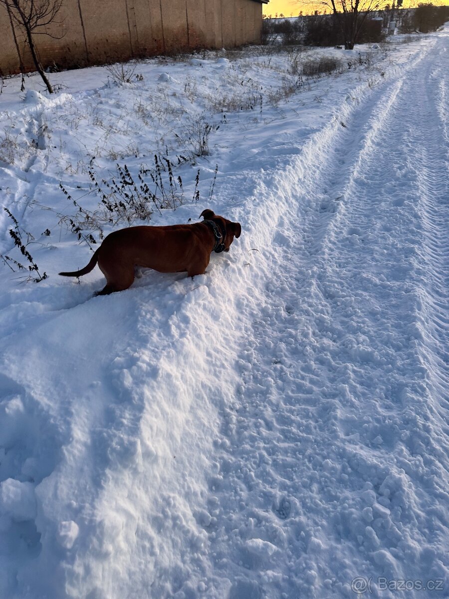 Štěně amerického stafordširského teriéra s PP - 4