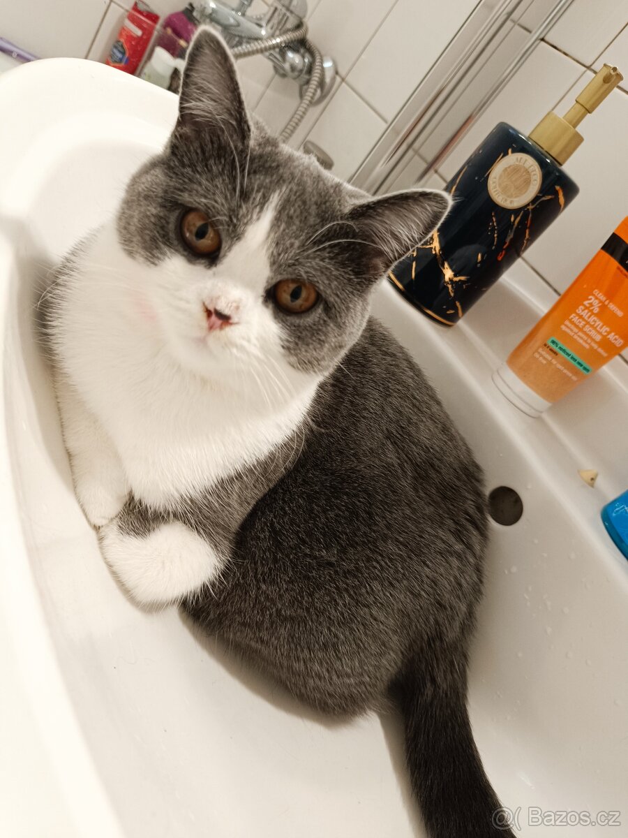 Britská Bicolor kočka - 4