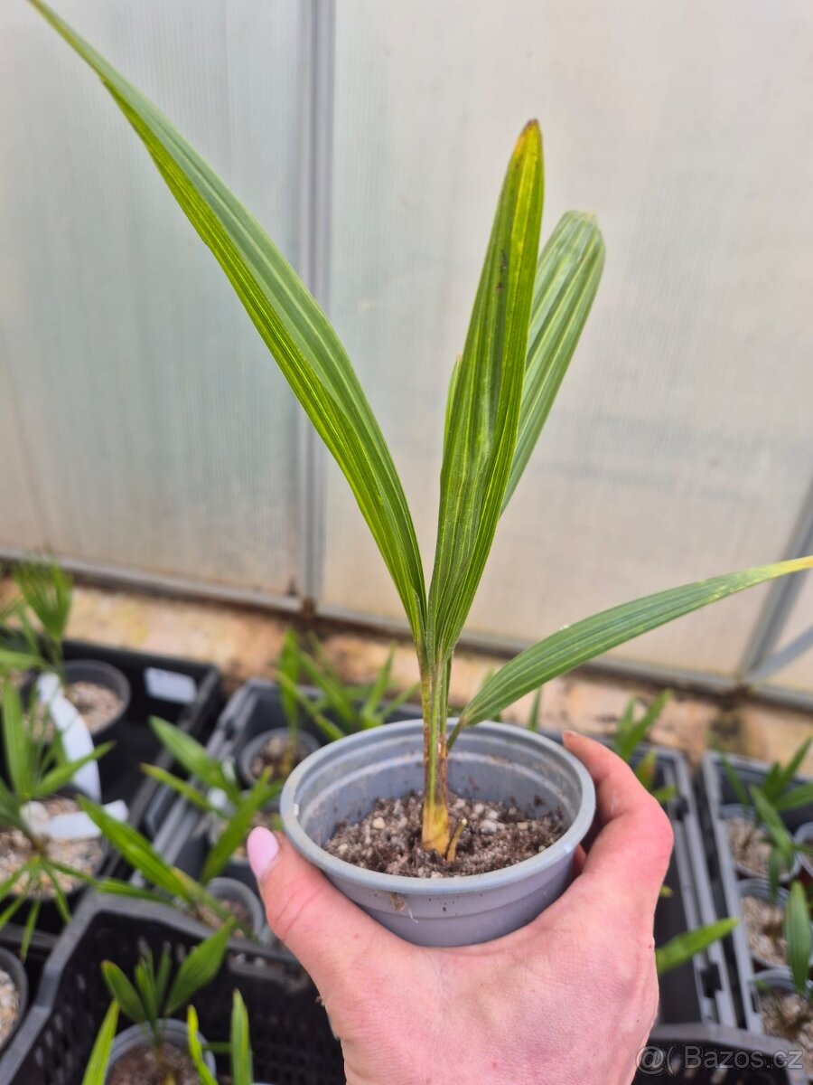Hybridní palmy Trachycarpus - 4