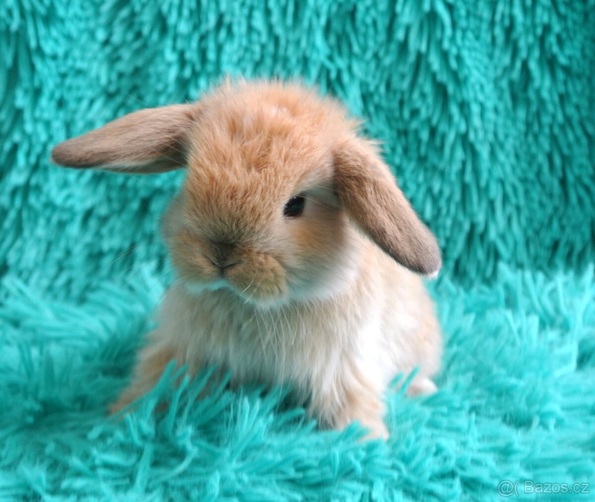 minilop - beránci - 4