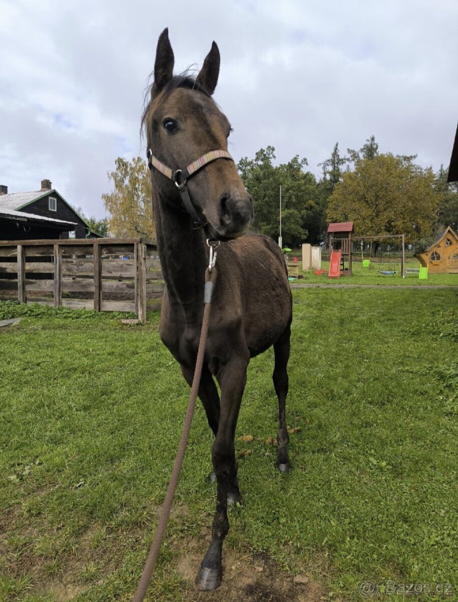 Roční hřebeček CS - 4