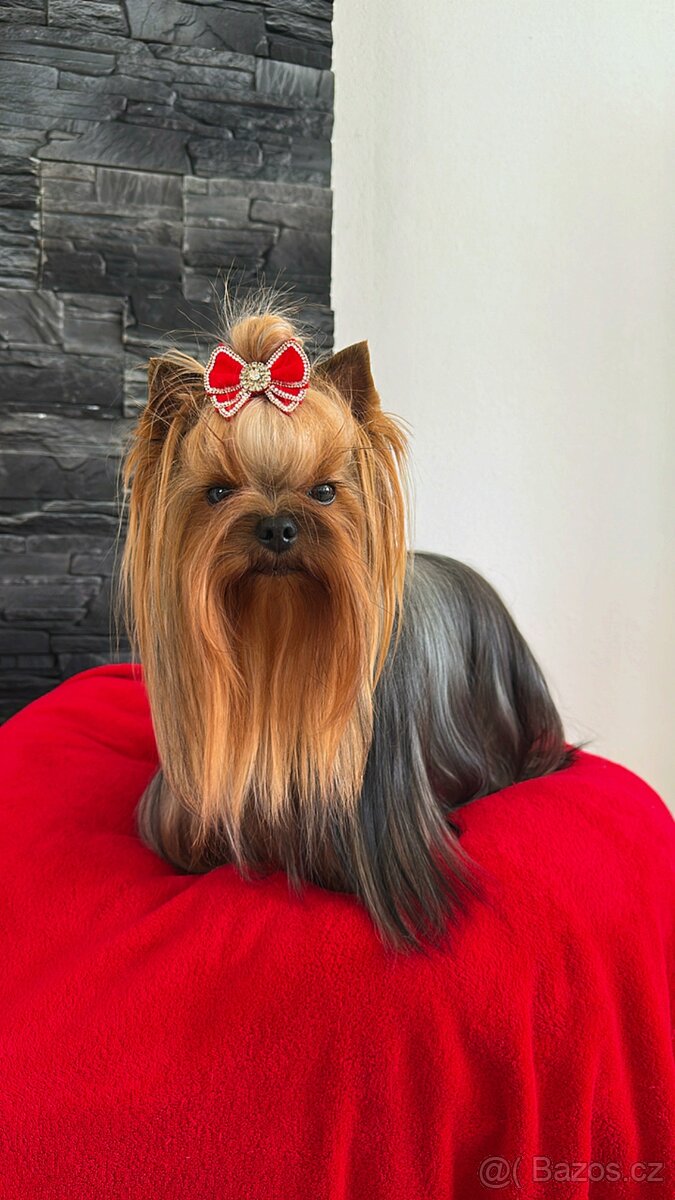 Jorkšírský teriér s PP - 4