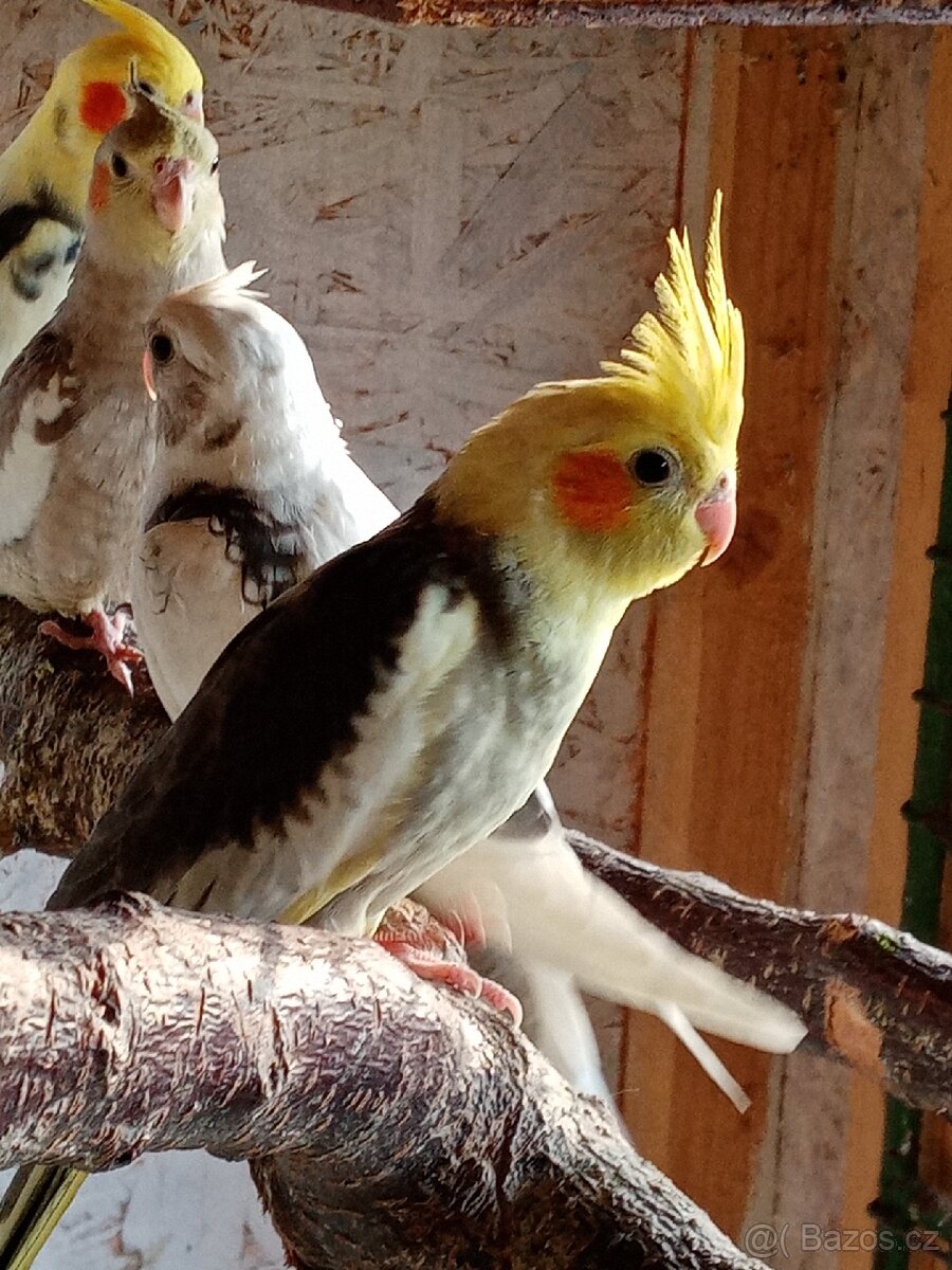 Korela chocholatá prodám - 4