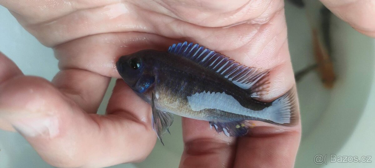 Tlamovci Malawi 16 - 4