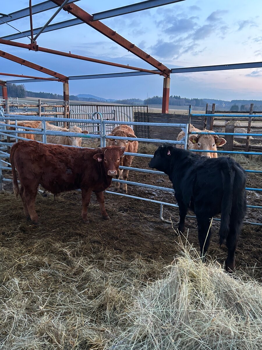 Prodám zástavové býky - 4