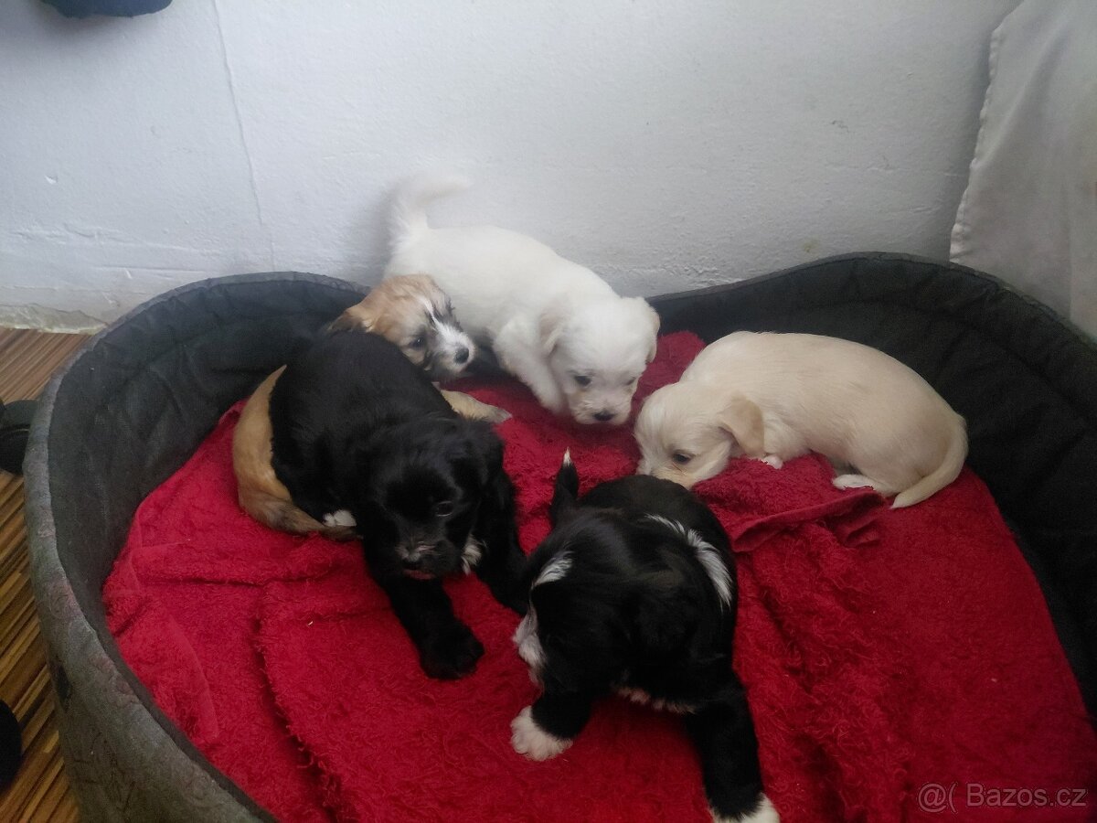 Štěňata bišona na prodej - 4