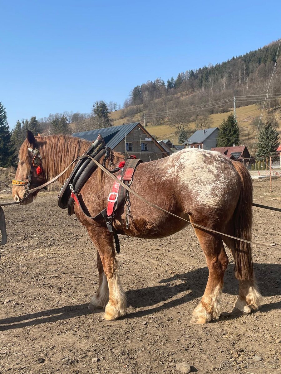 Prodám koně - 4